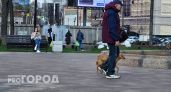 "Площадок нет, а штрафы есть": ярославцы о новых правилах выгула собак